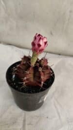 GYMNOCALYCIUM Mihanovichii Purple Nº 580 – vaso 09 - Imagem 5