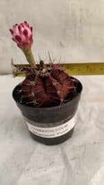 GYMNOCALYCIUM Mihanovichii Purple Nº 580 – vaso 09