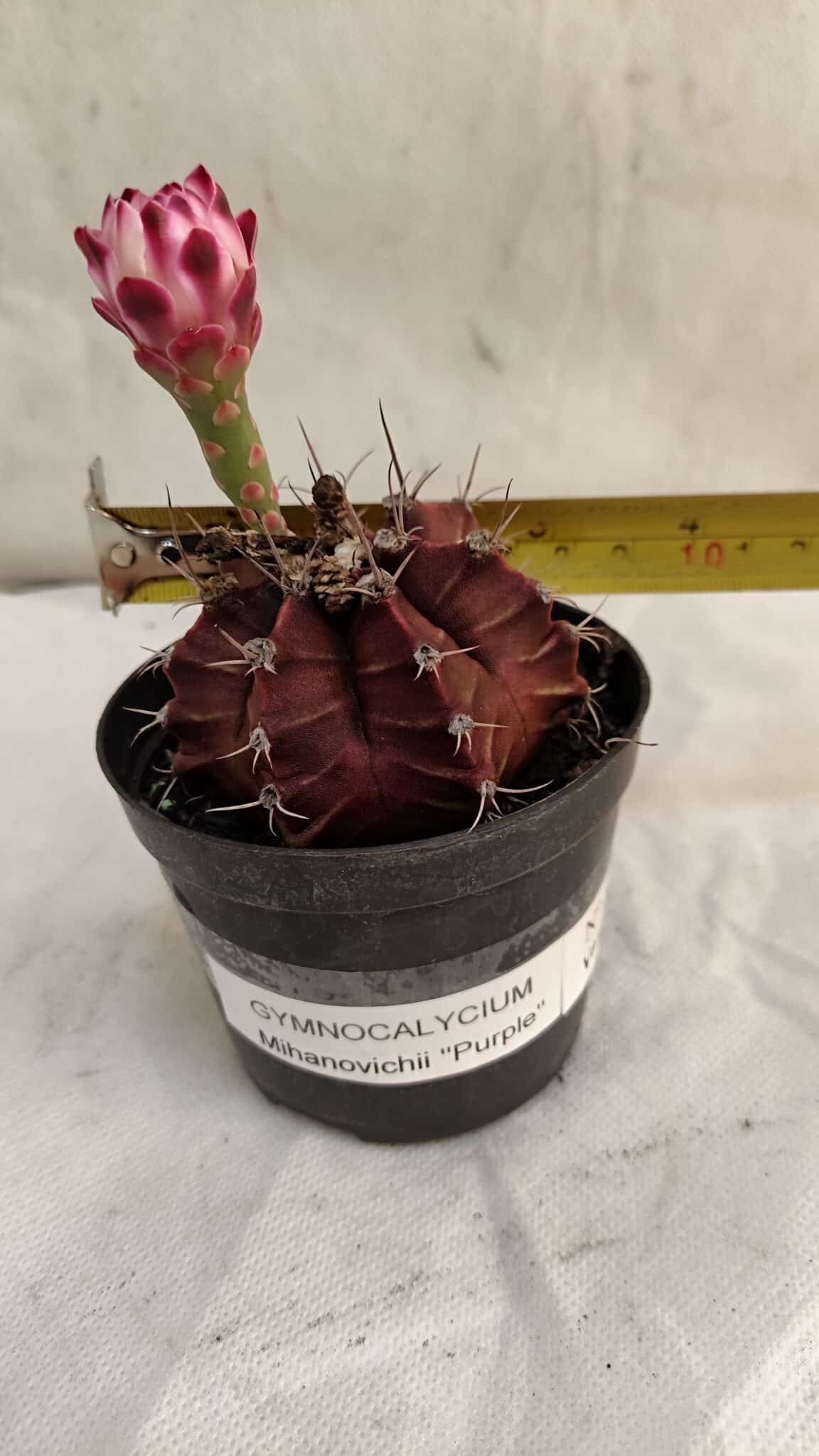 GYMNOCALYCIUM Mihanovichii Purple 580 (7) GYMNOCALYCIUM Mihanovichii Purple Nº 580 – vaso 09 - Imagem 1