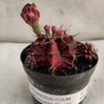 GYMNOCALYCIUM Mihanovichii Purple Nº 581 – vaso 09