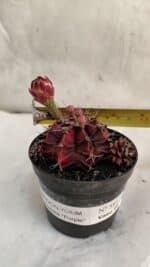 GYMNOCALYCIUM Mihanovichii Purple Nº 581 – vaso 09 - Imagem 4