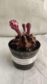 GYMNOCALYCIUM Mihanovichii Purple Nº 582 – vaso 09 - Imagem 2