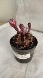 GYMNOCALYCIUM Mihanovichii Purple Nº 582 – vaso 09 - Imagem 8