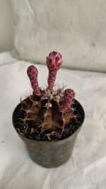GYMNOCALYCIUM Mihanovichii Purple Nº 582 – vaso 09 - Imagem 6