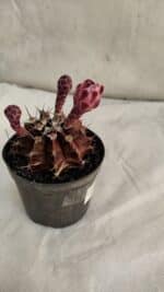 GYMNOCALYCIUM Mihanovichii Purple Nº 582 – vaso 09 - Imagem 5