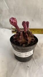 GYMNOCALYCIUM Mihanovichii Purple Nº 582 – vaso 09