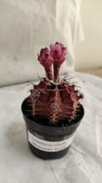 GYMNOCALYCIUM Mihanovichii Purple Nº 583 – vaso 09 - Imagem 8