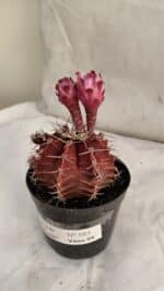 GYMNOCALYCIUM Mihanovichii Purple Nº 583 – vaso 09 - Imagem 7