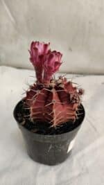GYMNOCALYCIUM Mihanovichii Purple Nº 583 – vaso 09 - Imagem 5