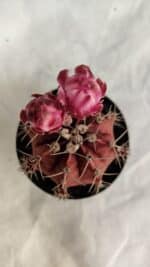 GYMNOCALYCIUM Mihanovichii Purple Nº 583 – vaso 09