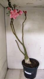 Planta Dobrada 3602 – 65cm – 04 anos - Imagem 2