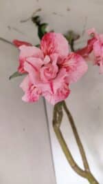 Planta Dobrada 3602 – 65cm – 04 anos