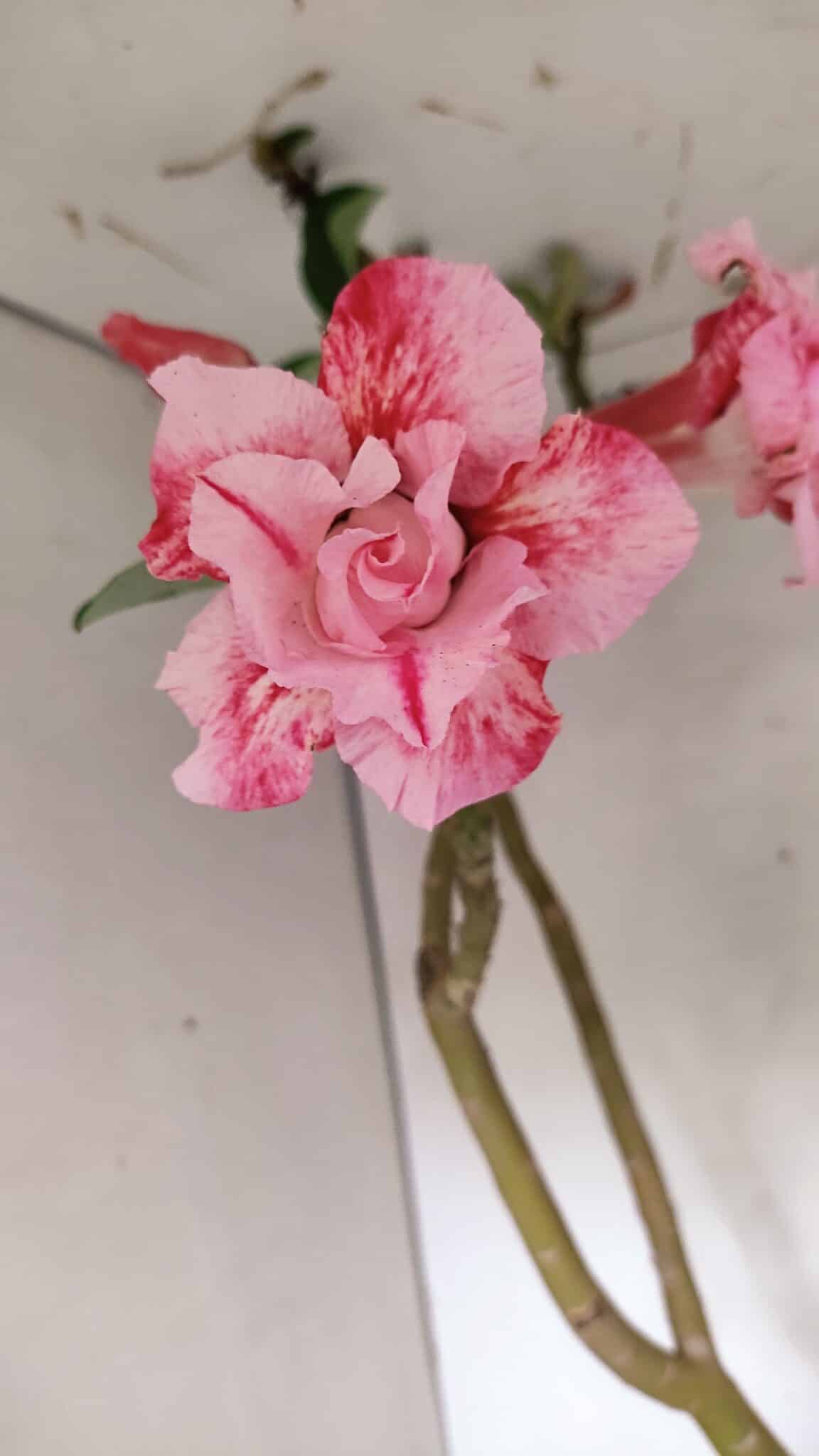 IMG_20251101_115435 Planta Dobrada 3602 – 65cm – 04 anos - Imagem 1