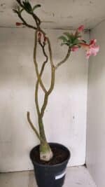 Planta Dobrada 3602 – 65cm – 04 anos - Imagem 8