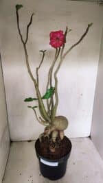 Planta Dobrada 3603 – 60cm – 05 anos