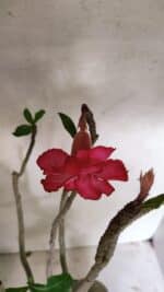 Planta Dobrada 3603 – 60cm – 05 anos - Imagem 6