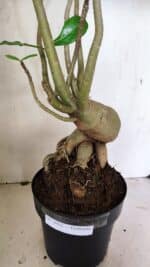 Planta Dobrada 3603 – 60cm – 05 anos - Imagem 4