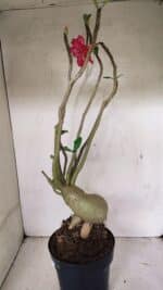 Planta Dobrada 3603 – 60cm – 05 anos - Imagem 9