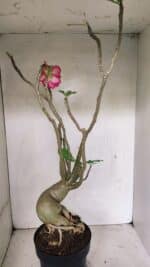 Planta Dobrada 3603 – 60cm – 05 anos - Imagem 8