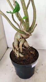 Planta Dobrada 3603 – 60cm – 05 anos - Imagem 5