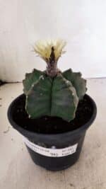 MATRIZ ASTROPHYTUM cv KIKKO  Nº 943 – vaso 15 - Imagem 2
