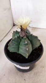 MATRIZ ASTROPHYTUM cv KIKKO  Nº 943 – vaso 15 - Imagem 9