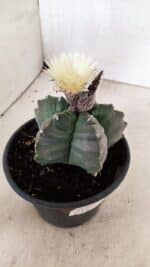 MATRIZ ASTROPHYTUM cv KIKKO  Nº 943 – vaso 15 - Imagem 8