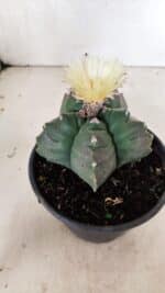 MATRIZ ASTROPHYTUM cv KIKKO  Nº 943 – vaso 15 - Imagem 7