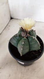 MATRIZ ASTROPHYTUM cv KIKKO  Nº 943 – vaso 15 - Imagem 6