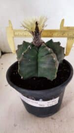 MATRIZ ASTROPHYTUM cv KIKKO  Nº 943 – vaso 15 - Imagem 4