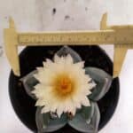 MATRIZ ASTROPHYTUM cv KIKKO  Nº 943 – vaso 15