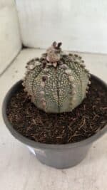 MATRIZ ASTROPHYTUM ASTERIAS Nº 1051 – vaso 15 - Imagem 8