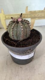 MATRIZ ASTROPHYTUM ASTERIAS Nº 1051 – vaso 15 - Imagem 4