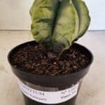 ASTROPHYTUM MYRIOSTIGMA "Variegata" Nº 1081 – vaso 11