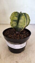 ASTROPHYTUM MYRIOSTIGMA "Variegata" Nº 1081 – vaso 11