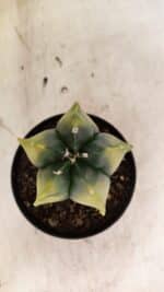 ASTROPHYTUM MYRIOSTIGMA "Variegata" Nº 1081 – vaso 11 - Imagem 3