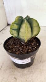 ASTROPHYTUM MYRIOSTIGMA "Variegata" Nº 1081 – vaso 11 - Imagem 7