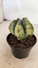 ASTROPHYTUM MYRIOSTIGMA "Variegata" Nº 1081 – vaso 11 - Imagem 6