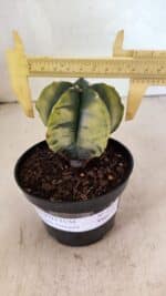 ASTROPHYTUM MYRIOSTIGMA "Variegata" Nº 1081 – vaso 11 - Imagem 4