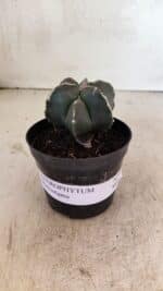 ASTROPHYTUM MYRIOSTIGMA  Nº 1083 – vaso 09 - Imagem 2