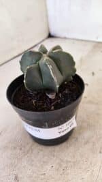 ASTROPHYTUM MYRIOSTIGMA  Nº 1083 – vaso 09 - Imagem 8