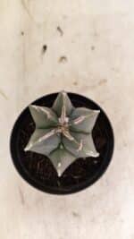 ASTROPHYTUM MYRIOSTIGMA  Nº 1083 – vaso 09 - Imagem 3