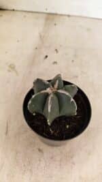 ASTROPHYTUM MYRIOSTIGMA  Nº 1083 – vaso 09 - Imagem 6