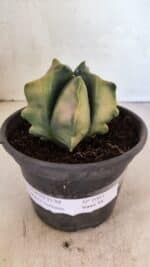 ASTROPHYTUM cv KIKKO Nº 1085 "Variegata" - vaso 15 - Imagem 2