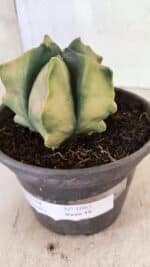 ASTROPHYTUM cv KIKKO Nº 1085 "Variegata" - vaso 15 - Imagem 9