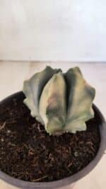 ASTROPHYTUM cv KIKKO Nº 1085 "Variegata" - vaso 15 - Imagem 6