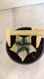 ASTROPHYTUM cv KIKKO Nº 1085 "Variegata" - vaso 15 - Imagem 5