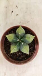 ASTROPHYTUM MYRIOSTIGMA "Variegata" Nº 1086 – vaso 11