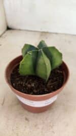 ASTROPHYTUM MYRIOSTIGMA "Variegata" Nº 1086 – vaso 11 - Imagem 9