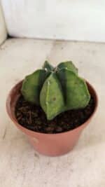 ASTROPHYTUM MYRIOSTIGMA "Variegata" Nº 1086 – vaso 11 - Imagem 8